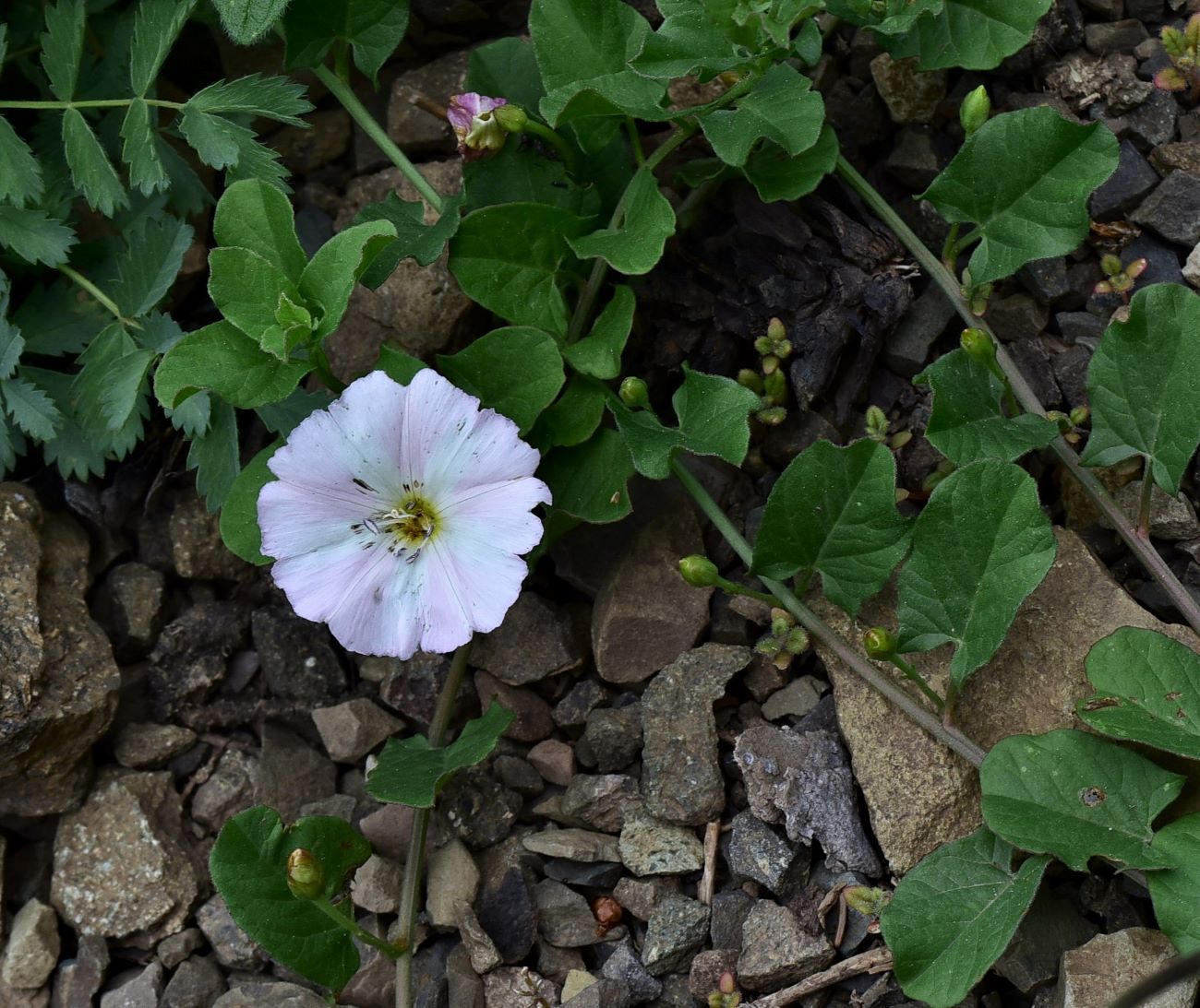 Изображение особи род Convolvulus.