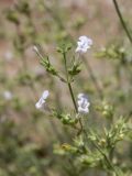 genus Lophanthus