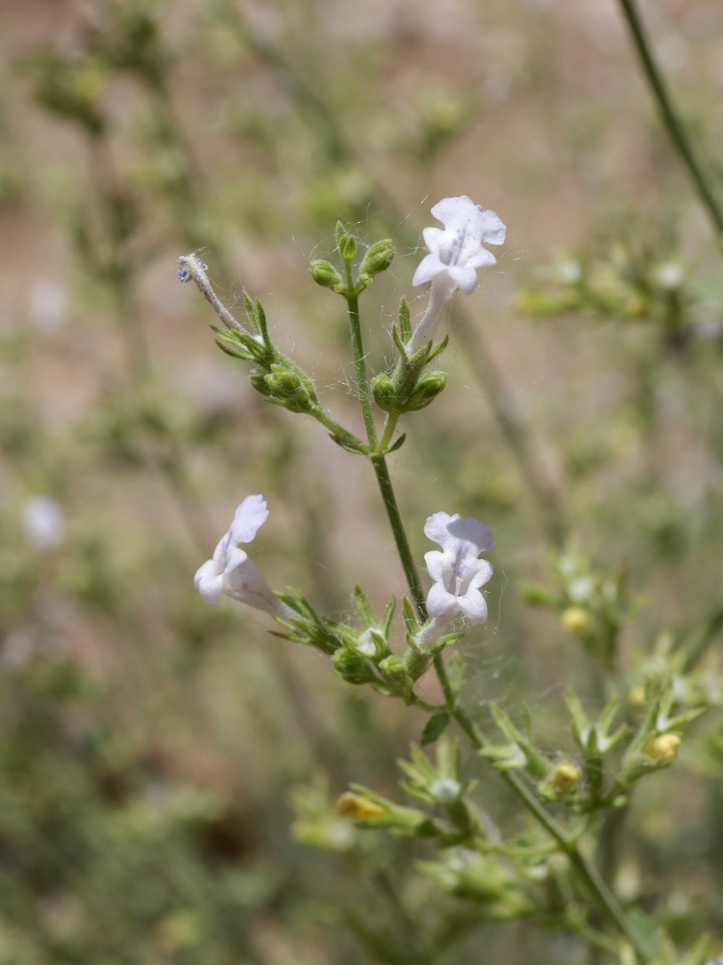 Image of genus Lophanthus specimen.
