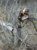Juglans regia. Загнивающий старый ствол. Республика Молдова, муниципалитет Кишинёв, г. Кодру, заброшенный ореховый сад. 14 декабря 2025 г.