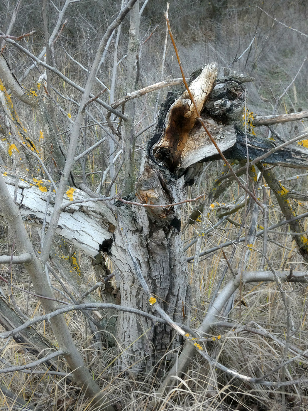 Image of Juglans regia specimen.