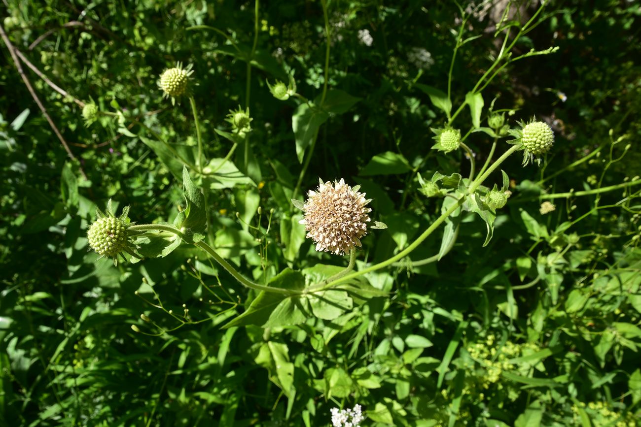 Image of familia Dipsacaceae specimen.