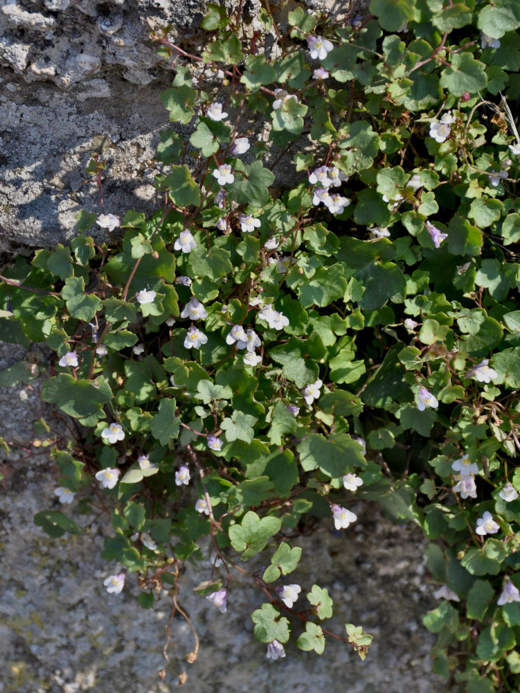 Image of Cymbalaria muralis specimen.
