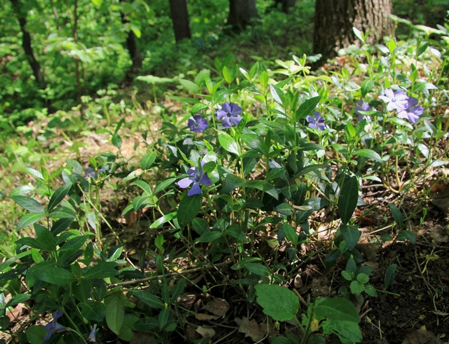 Image of Vinca minor specimen.