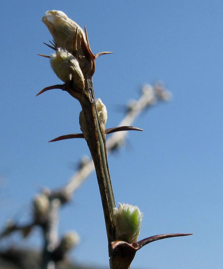 Image of genus Caragana specimen.