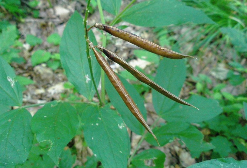 Изображение особи Lathyrus aureus.