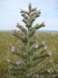 Echium biebersteinii