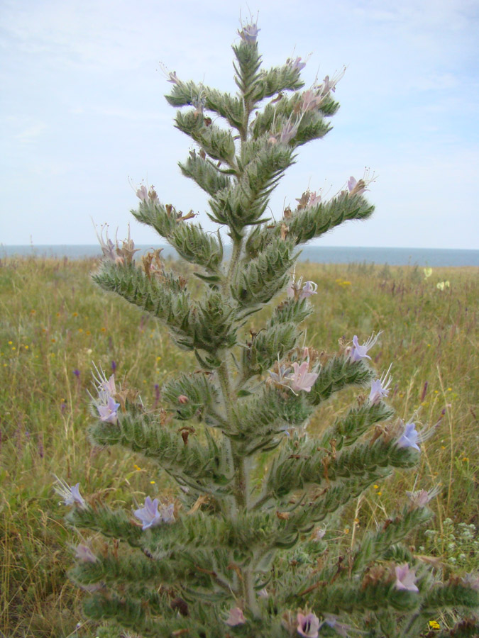 Изображение особи Echium biebersteinii.