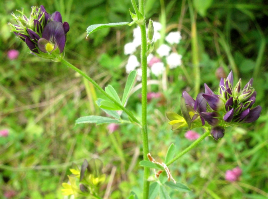 Изображение особи Medicago × varia.