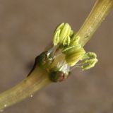 Myriophyllum sibiricum. Цветки с раскрывающимися пыльниками. Белоруссия, Витебская обл., окр. дер. Сурмино, оз. Белое. 04.08.2011.