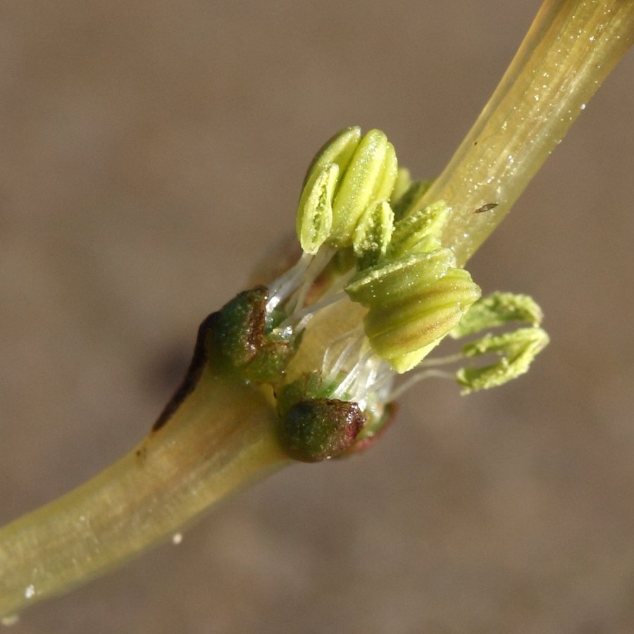 Image of Myriophyllum sibiricum specimen.