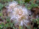 Antennaria dioica