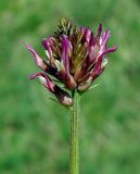 Astragalus platyphyllus. Соцветие. Казахстан, хр. Каратау, окр. с. Таскомирсай. 01.05.2011.