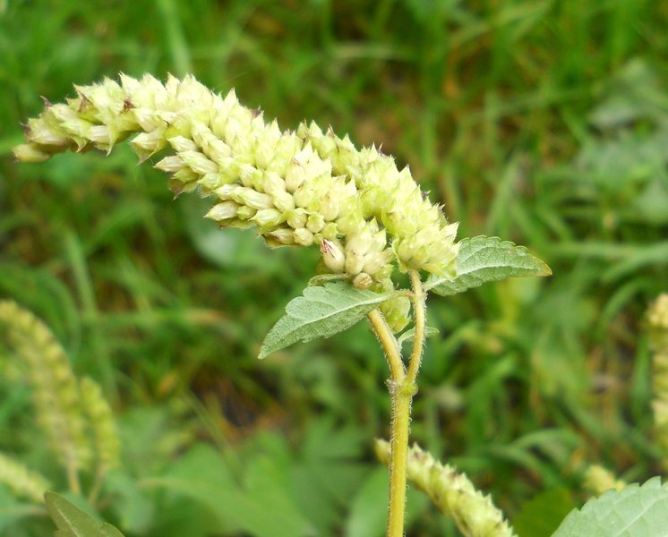 Image of Elsholtzia ciliata specimen.