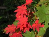 Acer pseudosieboldianum