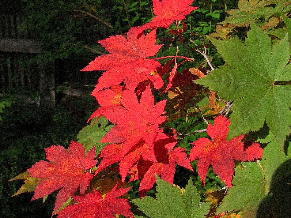 Image of Acer pseudosieboldianum specimen.