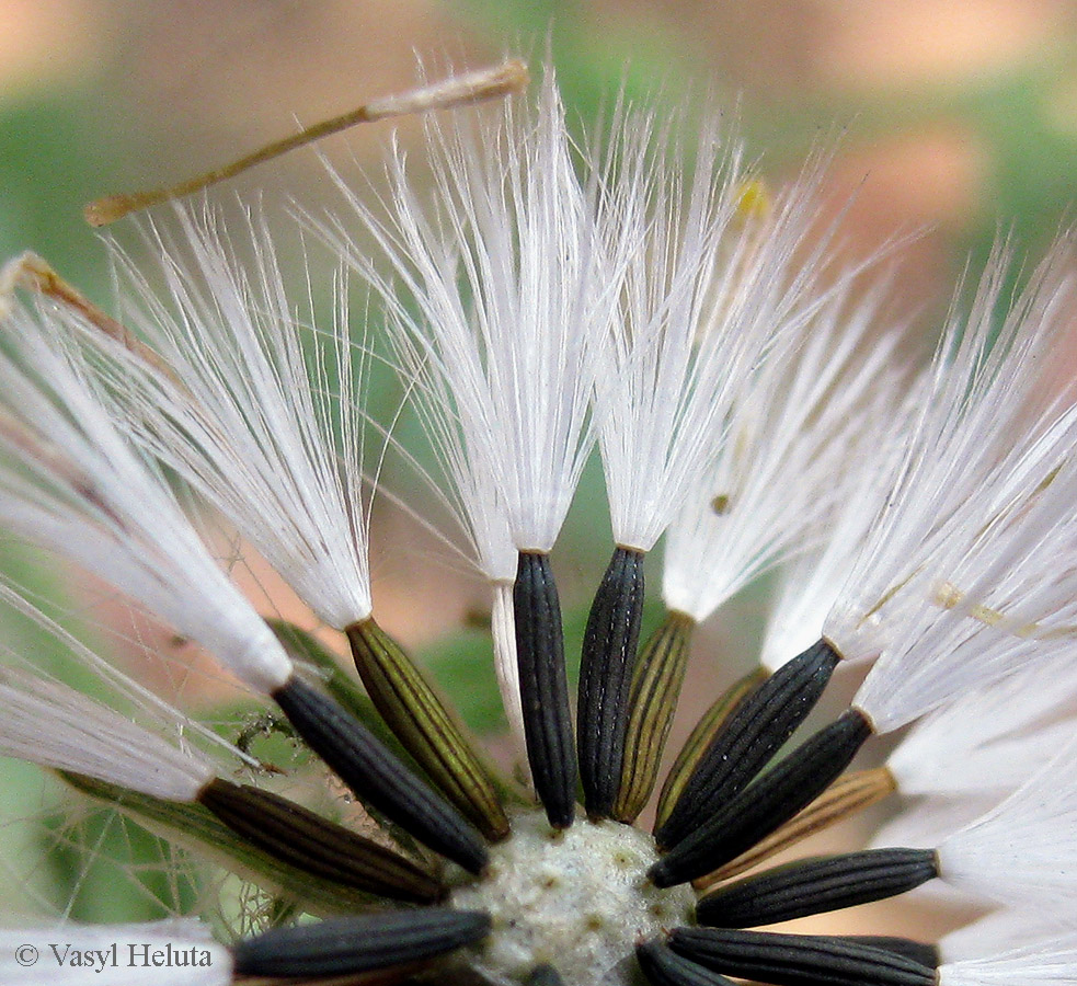 Image of Senecio viscosus specimen.