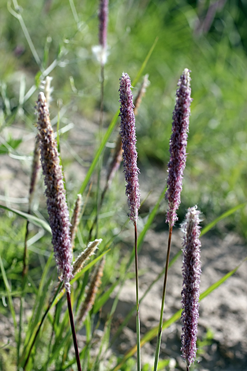 Image of genus Alopecurus specimen.