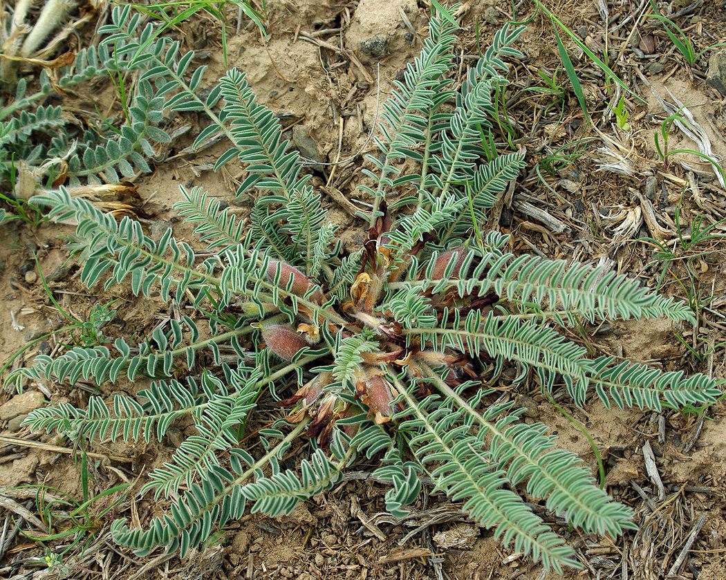Image of Astragalus syreitschikovii specimen.