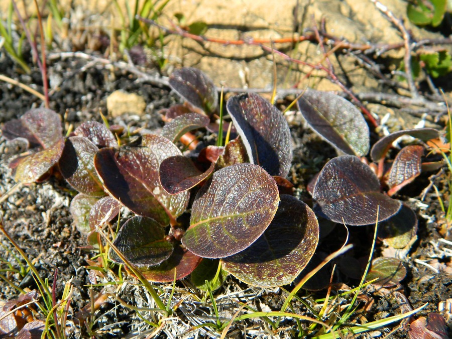 Image of Salix arctica specimen.