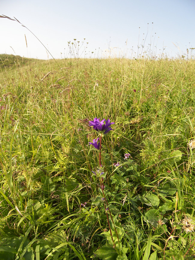 Изображение особи Campanula glomerata ssp. oblongifolioides.