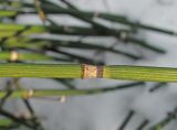 Equisetum hyemale