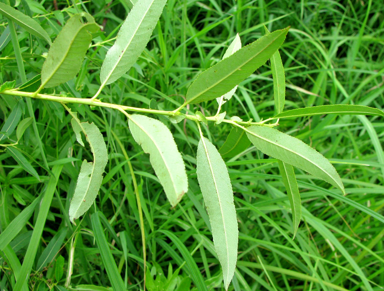 Image of Salix × meyeriana specimen.