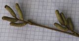 Corylus avellana