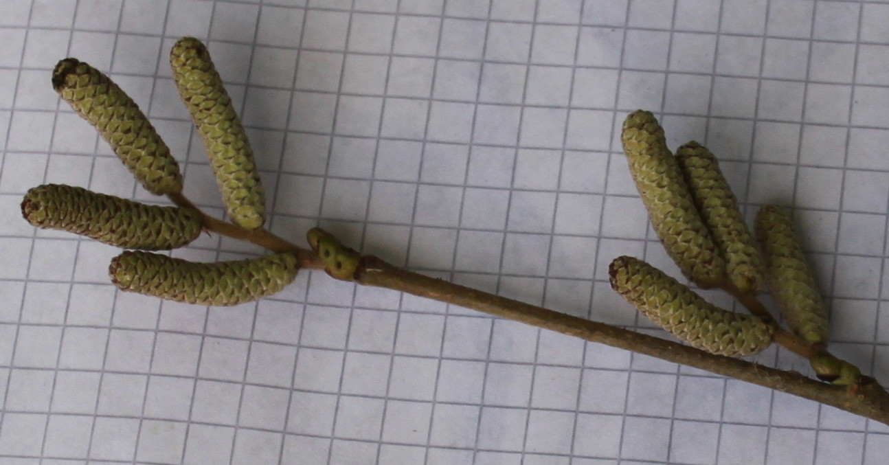 Image of Corylus avellana specimen.