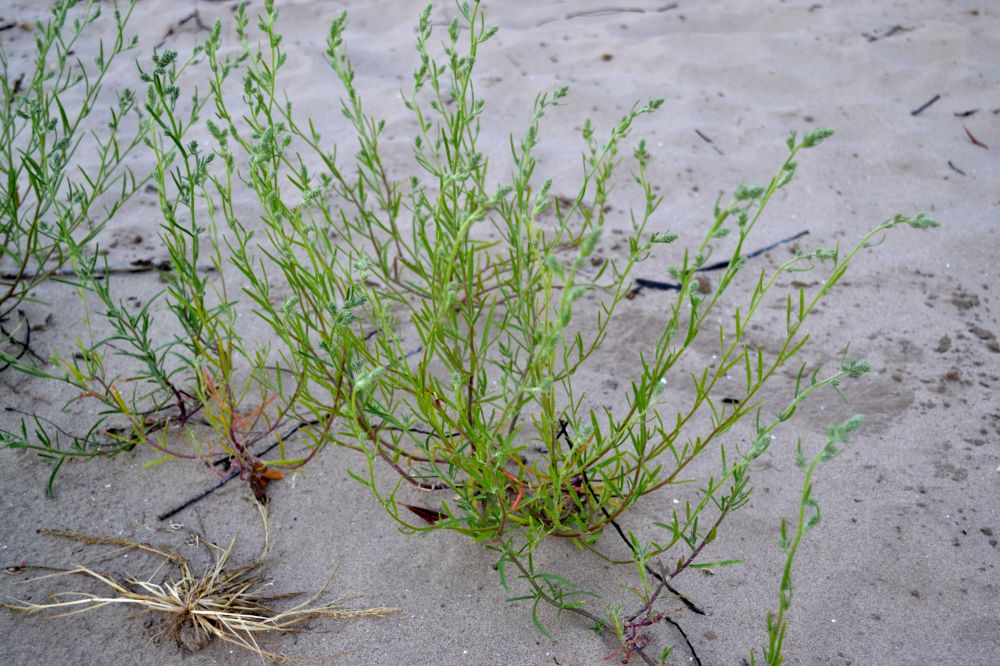 Image of Corispermum hyssopifolium specimen.