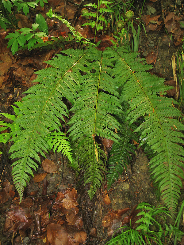 Изображение особи Polystichum aculeatum.