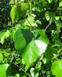 Betula pendula