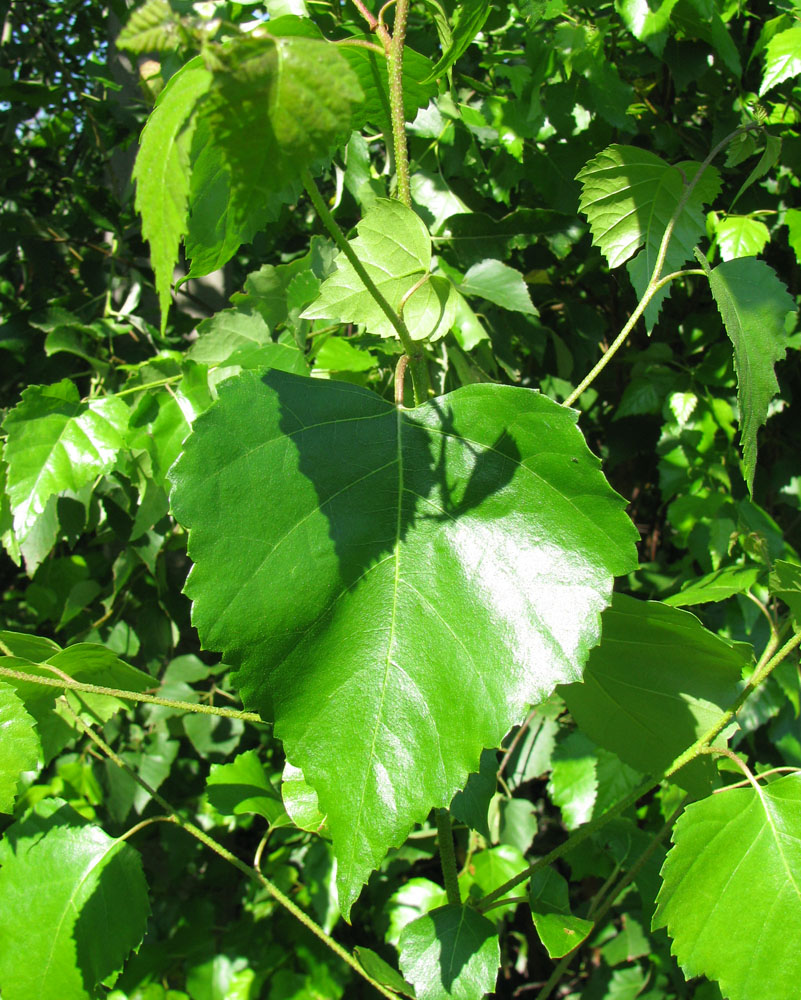 Изображение особи Betula pendula.