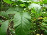 Aralia cordata