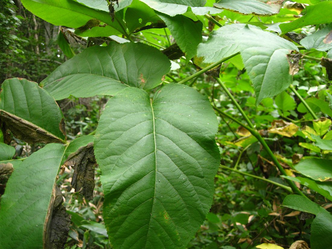 Image of Aralia cordata specimen.