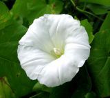 Image of taxon representative. Author is Владимир Папченков