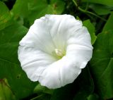 Calystegia sepium