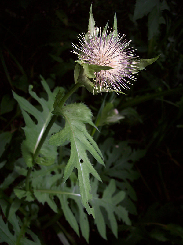 Image of Cirsium oleraceum specimen.