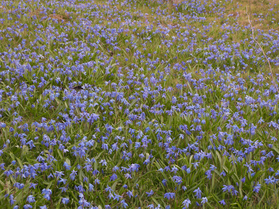 Изображение особи Scilla siberica.