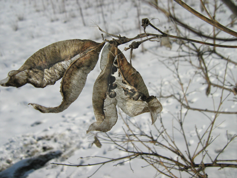 Image of Colutea cilicica specimen.