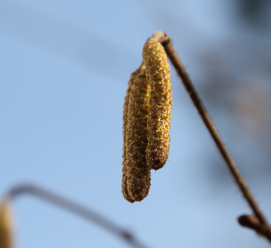 Image of Corylus avellana specimen.