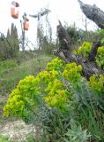 Euphorbia rigida