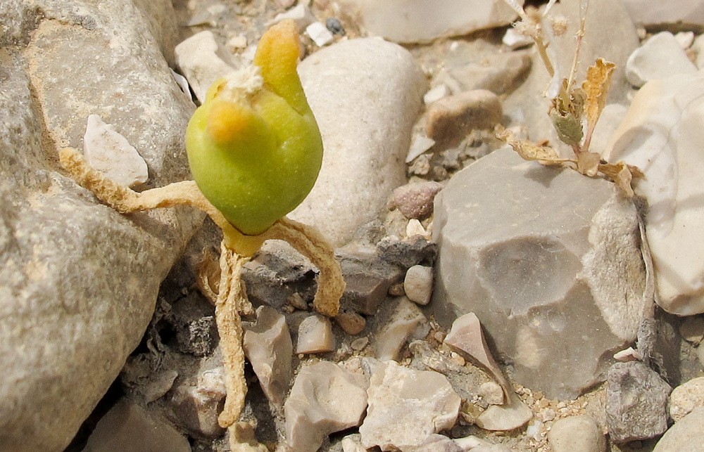 Image of Mesembryanthemum cryptanthum specimen.
