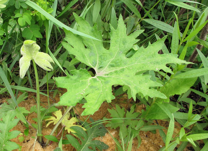 Image of Petasites tatewakianus specimen.