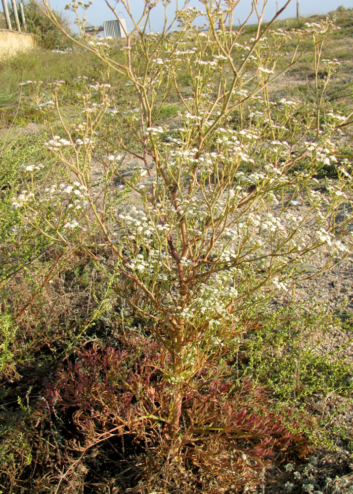 Image of Seseli arenarium specimen.