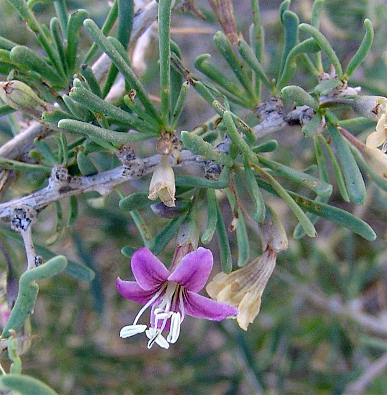 Image of Lycium ruthenicum specimen.