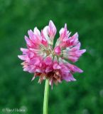 Trifolium hybridum. Соцветие с отцветающими нижними цветками. Украина, г. Киев, Южная Борщаговка, просп. Академика Королёва, спонтанный газон. 13 июня 2012 г.