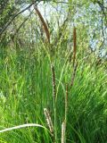 Carex acutiformis. Верхние части побегов с соцветиями. Ленинградская обл., Гатчинская \"чудо-поляна\", прибрежная заболоченная опушка леса. 04.06.2008.