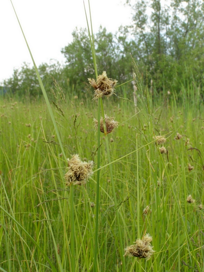 Image of Bolboschoenus planiculmis specimen.