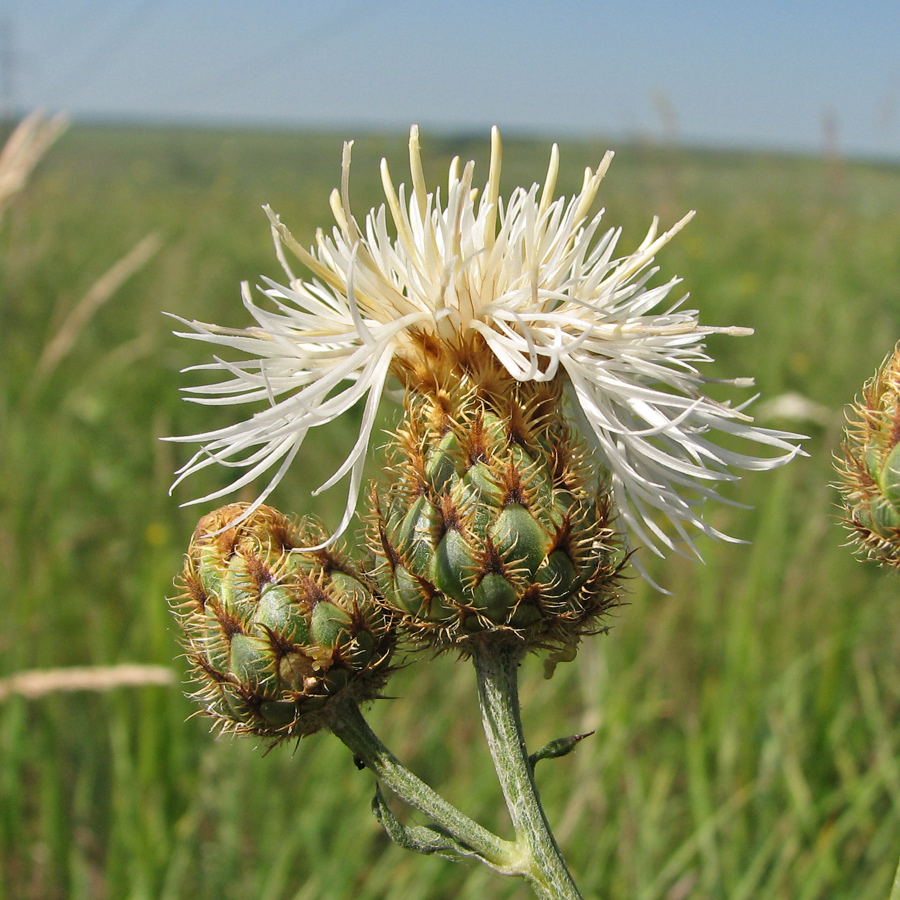 Image of Centaurea rigidifolia specimen.